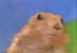 A prairie dog turning its head to stare at the camera