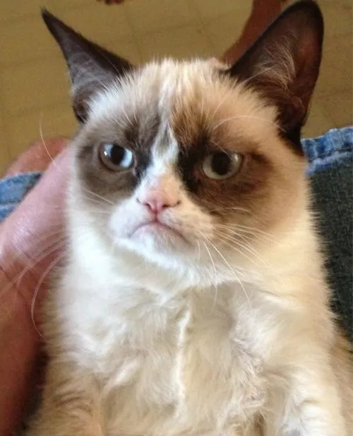 A grey and white cat with a downturned mouth looking displeased