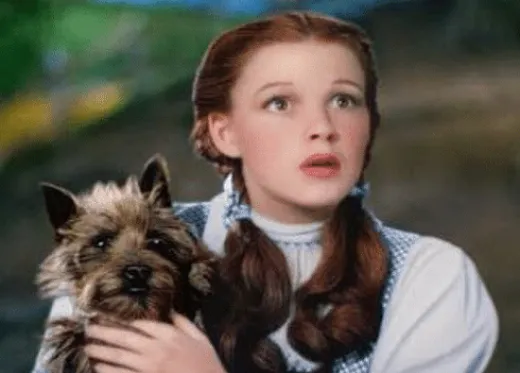 Dorothy in pigtails holding her dog Toto, looking around in wonder